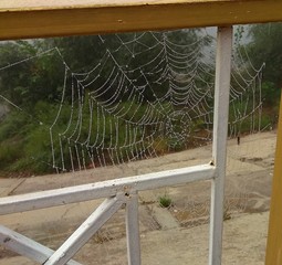  spider on web