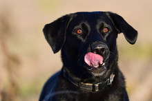 Close Up Portrait Of A Black Labrador Licking It's Lips