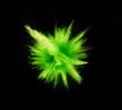 Explosion of green powder on black background.