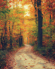 Pathway in the autumn forest