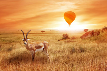 Wall Mural - lonely antelope (eudorcas thomsonii) in the african savanna against a beautiful sunset with balloon.