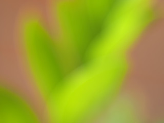 Wall Mural - abstract soft green blur background