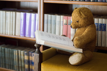 Wall Mural - Teddy bear reads a book in the library - studying scene