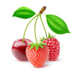 Three isolated berries. Cherry, strawberry and raspberry on stems together (three in one concept) on white background, with clipping path
