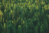 Fototapeta Las - texture coniferous forest top view / landscape green forest, taiga peaks of fir trees