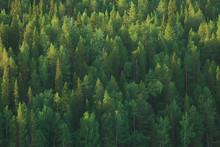 Texture Coniferous Forest Top View / Landscape Green Forest, Taiga Peaks Of Fir Trees