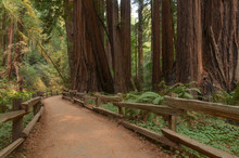 Cathedral Grove Of Redwood Trees At Muir Woods National Monument, California