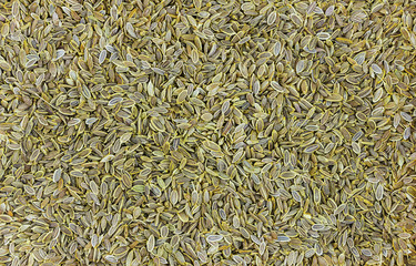 grains long green anise dried many background base culinary seasoning fragrant hot meat in oriental style