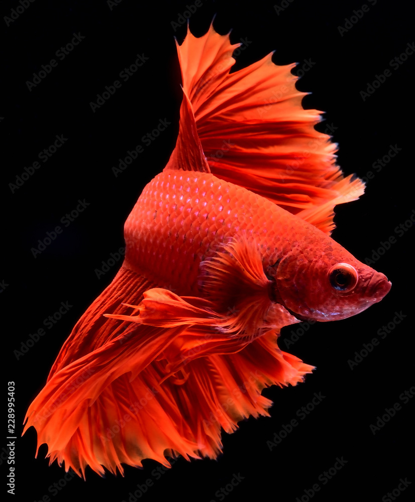 Stock-Foto „Red Betta Siamese fighting fish. Fins and tail like long ...