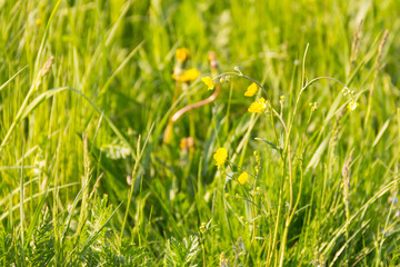 Wall Mural - background sunny green field yellow flowers bright sunlight base vegetable eco rest relaxation