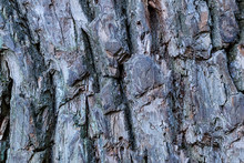Pattern Tree Bark Powerful Old Oak Tree Weathered Cracked Deep Furrows Base Stiff Rustic