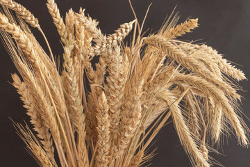 Ears of wheat of different varieties on a black background. Close-up