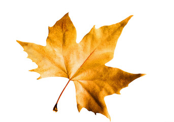 yellow maple leaf in autumn ,isolated on white background,symbol as a seasonal themed concept ,icon 