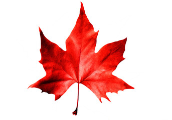 red maple leaf in autumn / isolated on white background. .