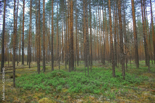 Fototapeta z sosnowym lasem landscape-pine-forest-taiga-virgin-forest-landscape-nature-summer