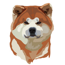 Portrait Of Standing In Profile Akita Inu Dog, Vector Colorful Illustration Isolated On White Background