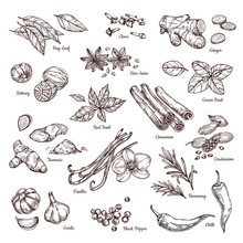 Hand Drawn Spices. Vanilla And Pepper, Cinnamon And Garlic. Sketch Kitchen Herbs Isolated Vector Set. Illustration Of Ingredient Herb, Garlic And Spice For Cooking