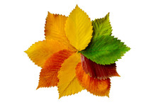 Colorful Autumn Leaves Composition Isolated On White