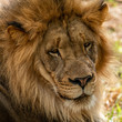 © Vernon - Lion Portrait