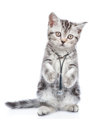 Kitten with stethoscope on his neck standing on hind legs. isolated on white background