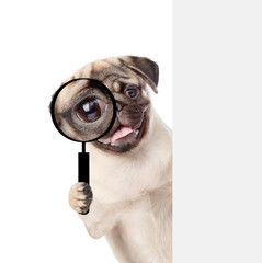 Aufkleber - Puppy looks through a magnifying lens. Isolated on white background