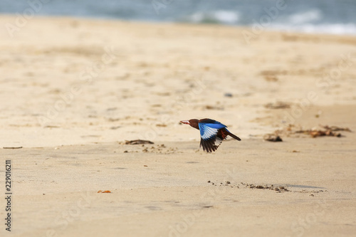 Fotografía Bird flying by the sea shore during
