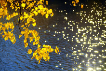Yellow Autumn Birch Tree Leaves On A Branch Against A Background Of Blue Water In A Pond With Sun Highlights And Bokeh