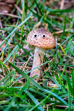 Brown Mushroom In Grass With Artificial Eyes