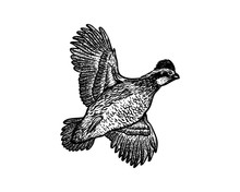 Hand Drawn Animal Vector Flying Bobwhite Bird Sign Symbol Icon Logo Template Design Inspiration