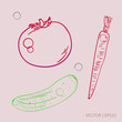 Vegetables: tomato, carrot and cucumber. Vector illustration