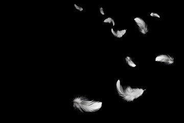 Wall Mural - abstract white feathers flying in the air. on dark background
