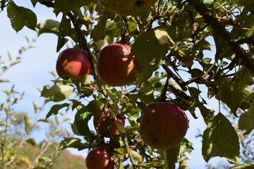 Sticker - Streuobstwiese mit Äpfeln