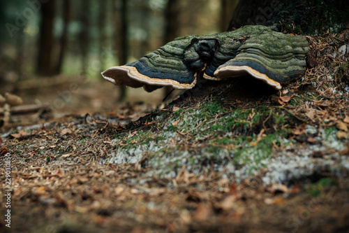 Fotografia, Obraz Close-up of bracket fungus on tree trunk