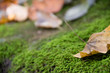Fall leaves on moss