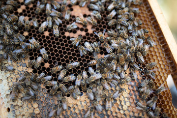 Wall Mural - Imker beim kontrollieren der Bienen im Herbst