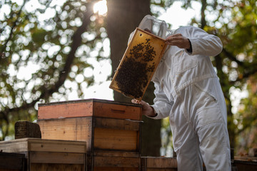 Wall Mural - Imker beim kontrollieren der Bienen im Herbst