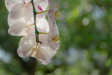 resh bright sweet colorful of Yellow orchid flower, Beautiful nature background