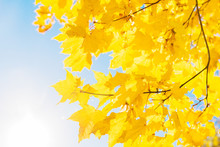 Bright Yellow Leaves Of Maple Tree On Blue Sky Background. Beautiful Yellow Tree In The Park