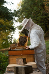 Wall Mural - Imker beim kontrollieren der Bienen im Herbst