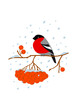 Color graphic flat drawing with a bush of winter holly, covered with red berries and bullfinches, sitting on the branches. Vector holiday illustration isolated on white background.