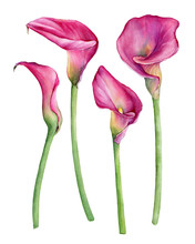 Set Of Pink Calla Lily Zantedeschia Rehmannii Flower. Watercolor Hand Drawn Painting Illustration Isolated On A White Background.
