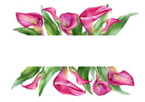 Banner with a pink calla lily Zantedeschia rehmannii flower. Watercolor hand drawn painting illustration isolated on a white background.
