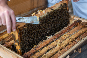 Imker beim kontrollieren der Bienen im Herbst