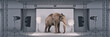 photo studio with elephant. 3d rendering