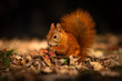 Cute squirrel in morning light. Amazing small and cute animal. Very fast, jumping from one tree to another. Eating seeds and nuts. Red, orange or brown furry rodent. Natural cutie, lovely animal.