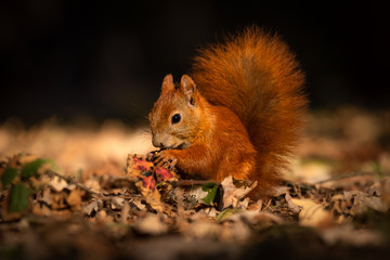 Wall Mural - cute squirrel in morning light. amazing small and cute animal. very fast, jumping from one tree to a