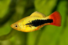 Sunburst Tuxedo Platy Male Xiphophorus Variatus Tropical Aquarium Fish 