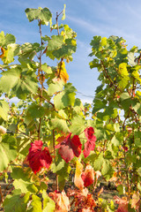 Canvas Print - grape red yellow leaves vine autumn nature background blue sky