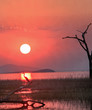 Silhouette of an African Grey Heron against a bright orange sunset and reflection in the water -  Lake Kariba, Zimbabwe, Southern Africa