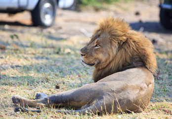 Wall Mural - Side Profile of an African Male Lion resting with safari vehicles in the background, Hwange Natioanl Park, Zimbabwe